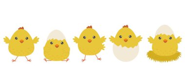 Bir grup neşeli sarı Paskalya pilici. Beyaz arka planda izole edilmiş şirin tavuklar. Paskalya tasarımı ve baskısı için elementler. Vektör illüstrasyonu