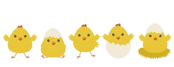 Bir grup neşeli sarı Paskalya pilici. Beyaz arka planda izole edilmiş şirin tavuklar. Paskalya tasarımı ve baskısı için elementler. Vektör illüstrasyonu — Stok Vektör