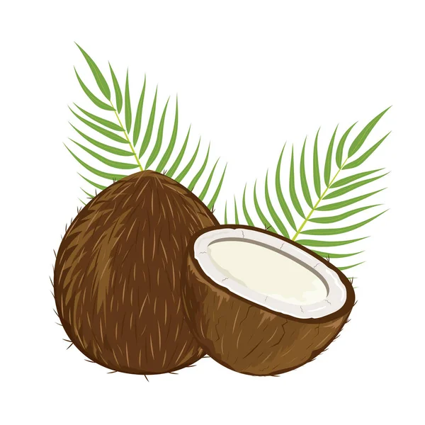 Set Whole Half Cut Slice Coconut Fruits Leaves Isolated White — Stockový vektor