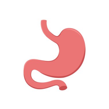 Mide ikonu. İnsan iç organları sembolü. Sindirim sistemi anatomisi. Beyaz arkaplanda vektör illüstrasyonu