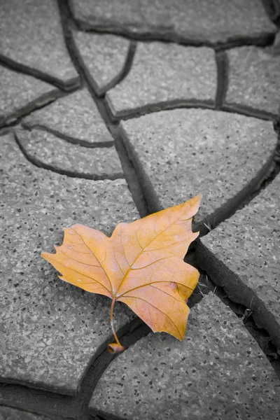 Isolated dry leaf on dry ground — Stock Photo, Image