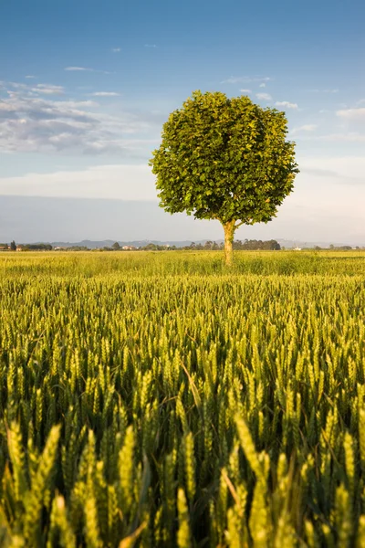Junge Platane in einem Weizenfeld der Toskana - Italien — Stockfoto