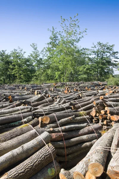 Corte troncos de árvores na floresta — Fotografia de Stock