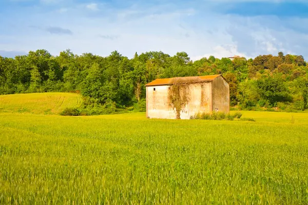 Toskánská Krajina Kukuřičným Polem Popředí Itálie Obrázek Kopírkou — Stock fotografie