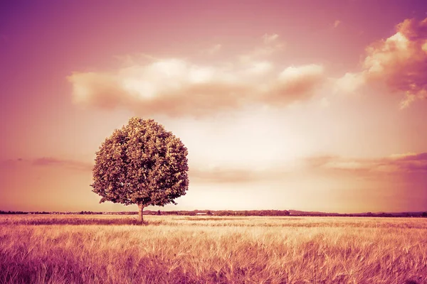 Isolierter Baum Einem Goldenen Weizenfeld Der Toskana Italien Getöntes Bild — Stockfoto