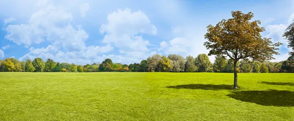 Ensam Träd Grön Färsk Äng Bild Med Kopieringsutrymme — Stockfoto