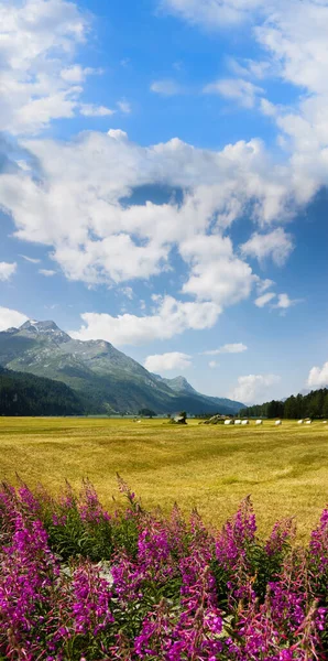 Paseando Por Lago Sils Alto Valle Engadine Suiza —  Fotos de Stock
