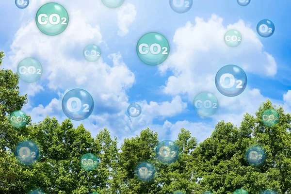 Canopy Del Árbol Contra Fondo Del Cielo Con Oxígeno Moléculas — Foto de Stock