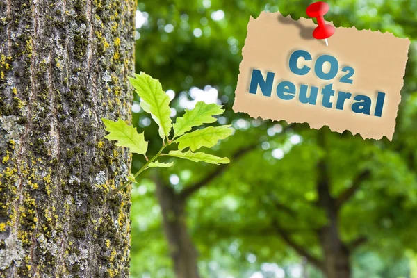 CO2 Net-Zero Emission - Carbon Neutrality concept against a forest