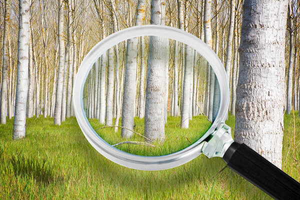 Analysis of the right soil for growing poplars - Italian poplar tree cultivation; these trees are the fastest growing tree - Concept seen through a magnifying glass  (Tuscany - Italy)