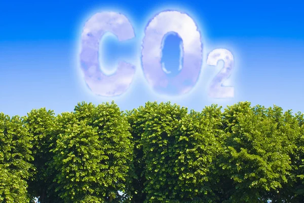 より多くの木はCo2の量を減らします 空と木の天蓋に対するCo2テキストの概念 — ストック写真