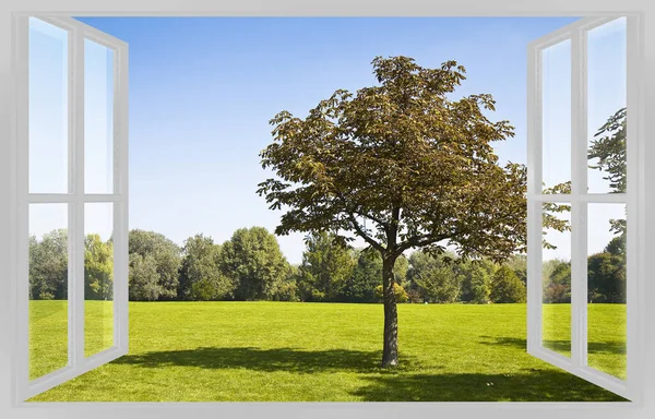 Isolerat Träd Grön Äng Allmän Park Med Träd Backgrpund Och — Stockfoto