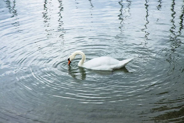 Элегантный Белый Лебедь Спокойном Озере Волнами Концентрических Кругах — стоковое фото