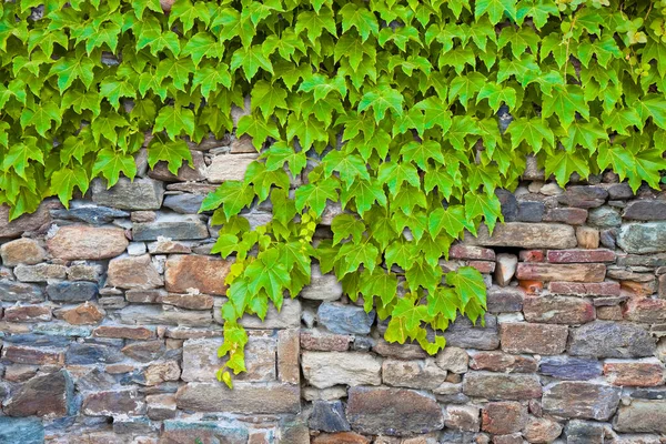 Alte Mittelalterliche Steinmauer Mit Frischem Grünen Efeu Bedeckt — Stockfoto
