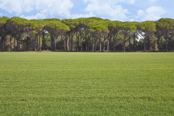 Mooi Gecultiveerd Groen Gemaaid Gazon Met Bomen Lucht Achtergrond Afbeelding — Stockfoto