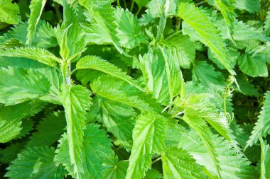 Arka plan - arka plan ısırgan otu ısırgan