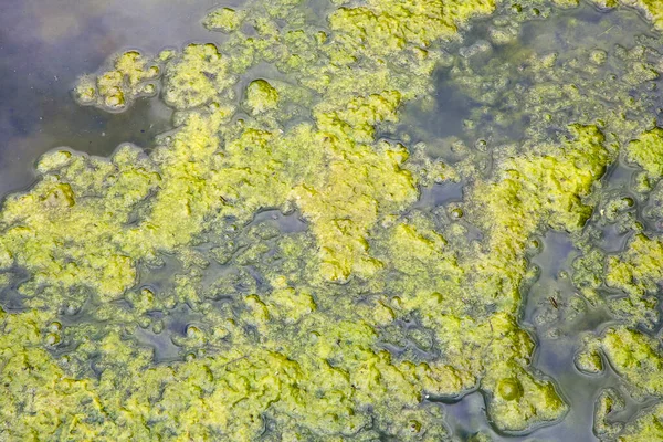 Fond Eau Stagnante Avec Des Algues Émergeant Surface Dans Lac — Photo