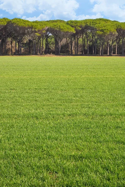 Mooi Gecultiveerd Groen Gemaaid Gazon Met Bomen Lucht Achtergrond Afbeelding — Stockfoto