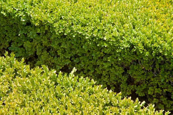 Fresh Green Privet Hedge Italian Public Park — Stock Photo, Image