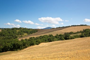 Tuscany - İtalya 'da yaz aylarında kesilen tahıl tepeleri ve arka planda ağaçlarla güzel Toskana kırsalları