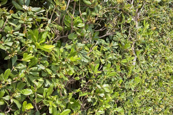 Frisch Gemähte Ligusterhecke Einem Öffentlichen Park Italien — Stockfoto