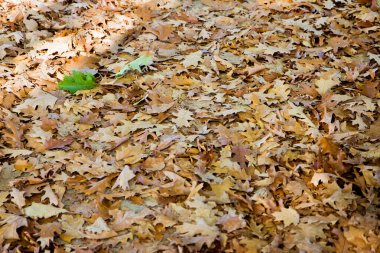 Yeşil yapraklı kuru yapraklar yere düştü. Konsept resim.