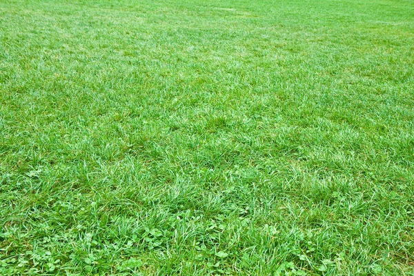Fresh Green Wild Grass Field Uncultivated Field Rural Scene Concept — Stock Photo, Image