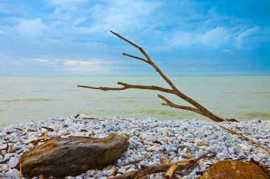 Isolated driftwood in a white pebble beach against a cloudy sky.