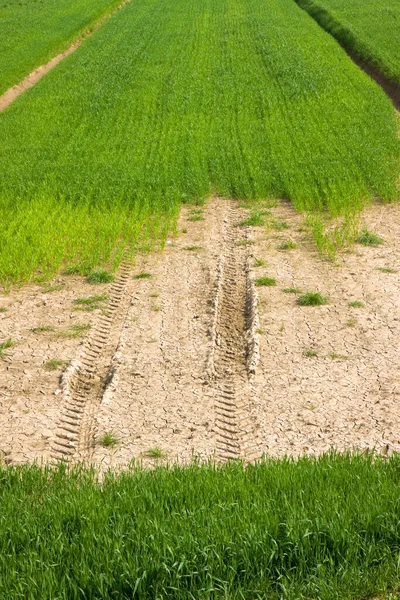 Weizenfeld Mit Riesigen Unproduktiven Flächen Hungerkonzept — Stockfoto