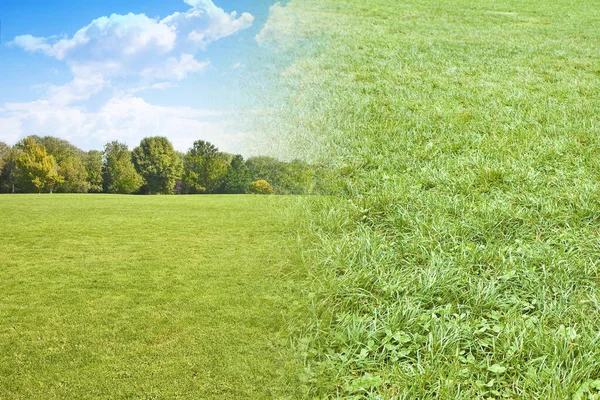 Beautiful green mowed lawn with trees on background and detail about view of the grass.