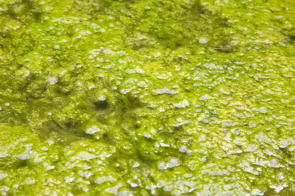 Stagnant water background with algae emerging on surface in a lake