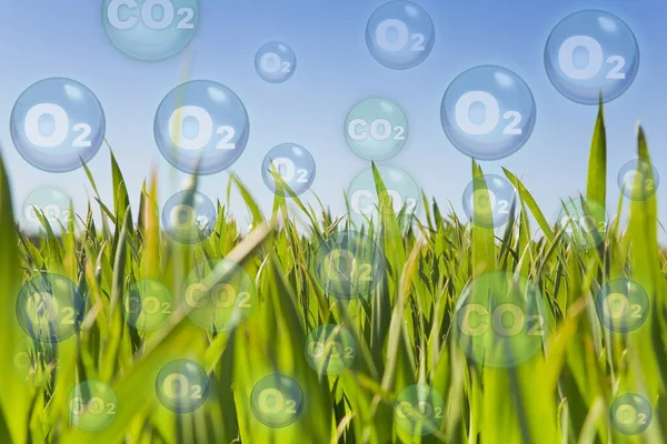 CO2 Net-Zero Emission - Carbon Neutrality concept against an agricultural