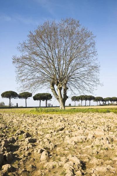 Isolerade Platan Ett Plöjt Fält Tuscany Landsbygden Italien — Stockfoto