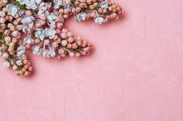 Pembe arka planda küçük çiçek tomurcukları, şablon, yazı için yer. Uzayı kopyala Çiçeklerin geçmişi. Örtü, leylak, lavanta için arka plan. Ruh hali, tatiller ve hediyeler..