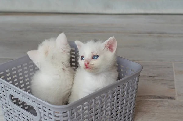 Small, newly born white kittens with blue eyes. Postcard, cover, selective focus.Several cats,Kittens in a basket