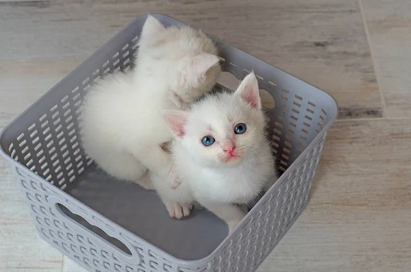 Small, newly born white kittens with blue eyes. Postcard, cover, selective focus.Several cats,Kittens in a basket