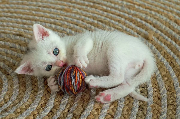 Küçük beyaz bir kedi yavrusu bir ip yumağıyla oynuyor. Kartpostal, kapak, seçici odaklanma. oynak kedi