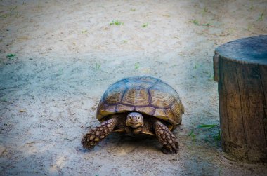 Ukrayna 'daki savaştan önce Harkiv Feldman Ecopark.