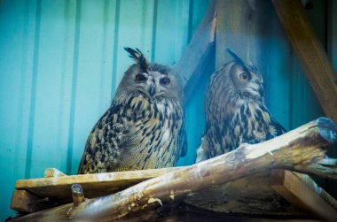 Ukrayna 'daki savaştan önce Harkiv Feldman Ecopark.