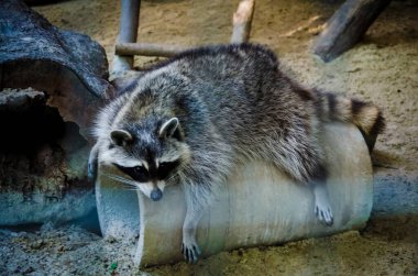 Ukrayna 'daki savaştan önce Harkiv Feldman Ecopark.