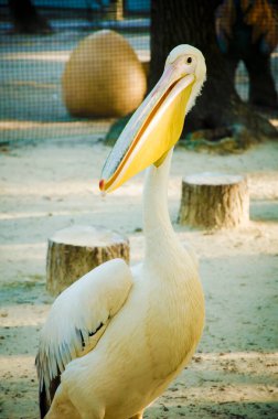 Ukrayna 'daki savaştan önce Harkiv Feldman Ecopark.