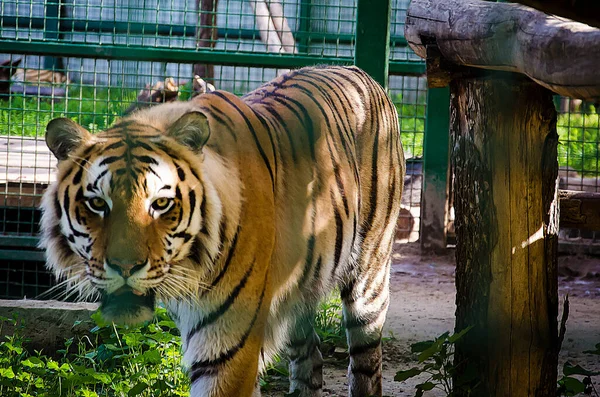 Ukrayna 'daki savaştan önce Harkiv Feldman Ecopark.