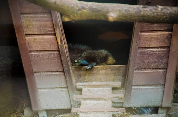 Ukrayna 'daki savaştan önce Harkiv Feldman Ecopark.