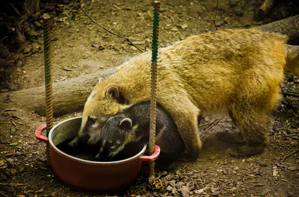 Ukrayna 'daki savaştan önce Harkiv Feldman Ecopark.