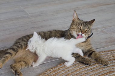 Anne kedi yavru kedilerini yalıyor, hayvanlarla aşk yaşıyor.