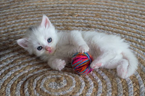 Small White Kitten Plays Ball Thread Postcard Cover Selective Focus — Stock Photo, Image