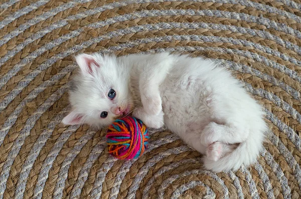 Small White Kitten Plays Ball Thread Postcard Cover Selective Focus — Stock Photo, Image