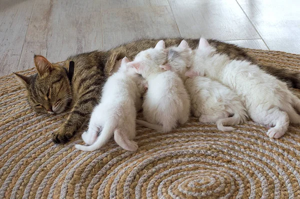 Anne kedi yeni doğmuş kedileri besler. Yavruları besleyen, küçük kedilerin sağlığı