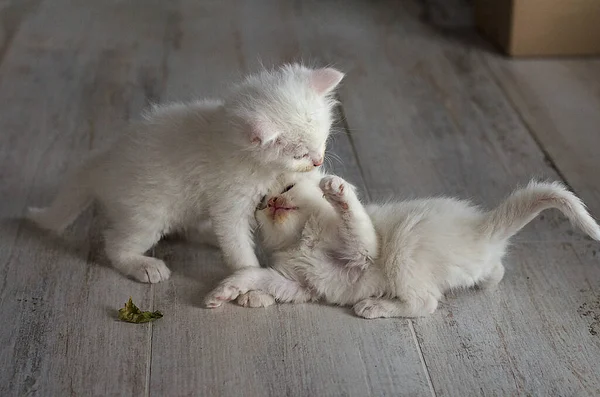 Little Cats Play Each Other — Stock Photo, Image