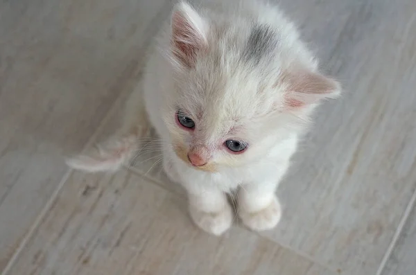 Small Newly Born White Kitten Blue Eyes Postcard Cover Selective — Stock Photo, Image